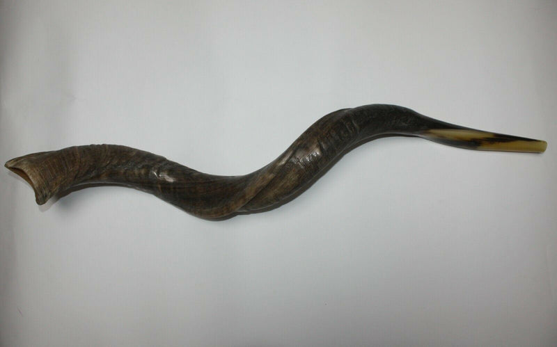 19"-25" Natural Authentic Kosher Yemenite Kudu Horn Shofar Jewish - Israel