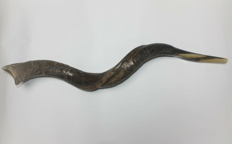 19"-25" Natural Authentic Kosher Yemenite Kudu Horn Shofar Jewish - Israel