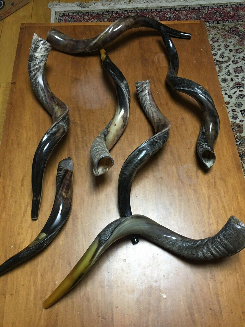 100% Natural 70-80 cm Kosher Shofar horn Yeninite Kudu gift Judaica from Israel