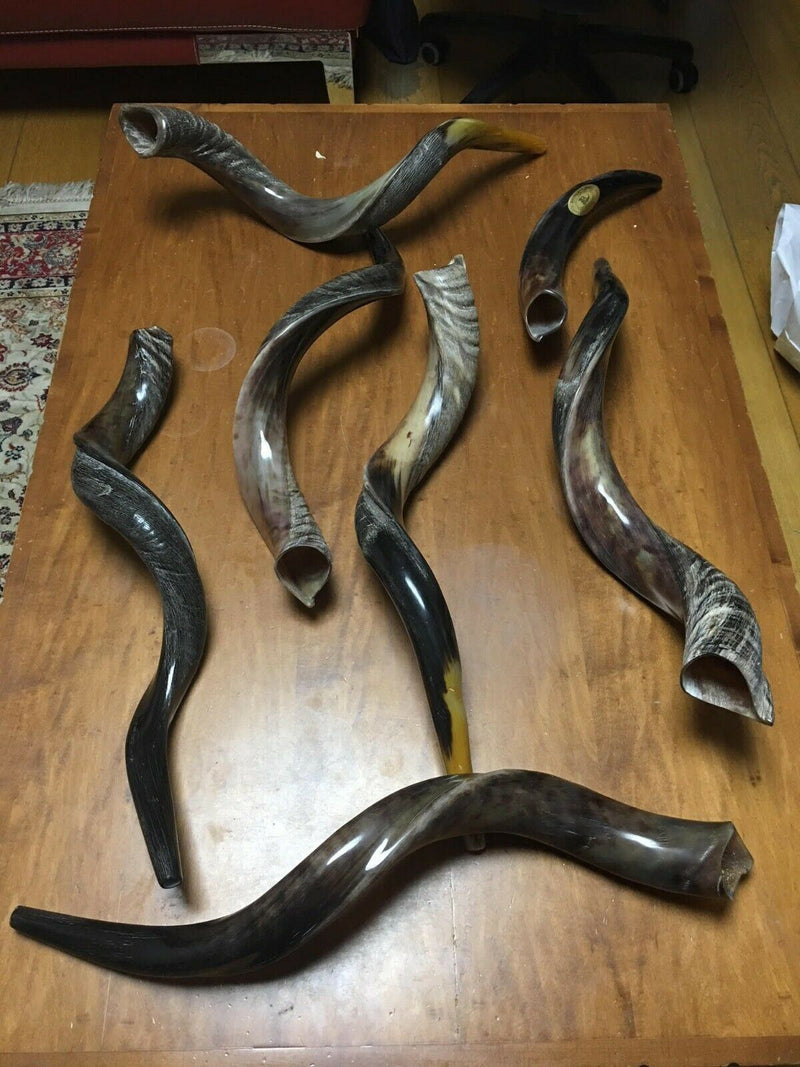 100% Natural 70-80 cm Kosher Shofar horn Yeninite Kudu gift Judaica from Israel