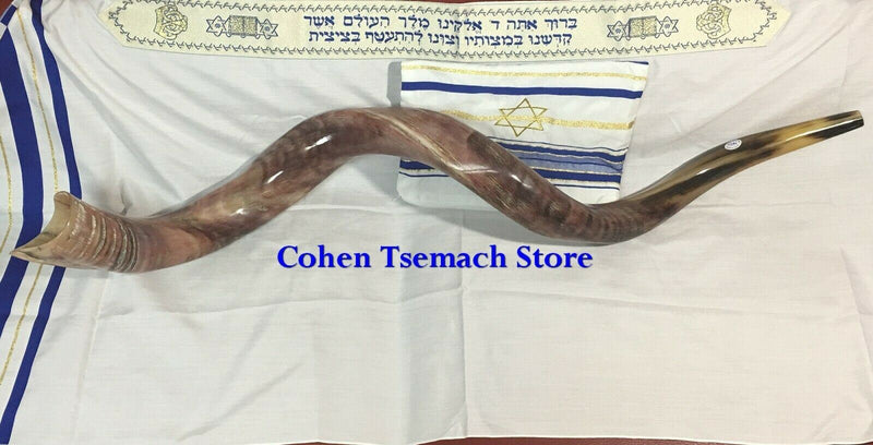 Kudu Yemenite HORN SHOFAR Kosher full Polished approx 49"judaica israel