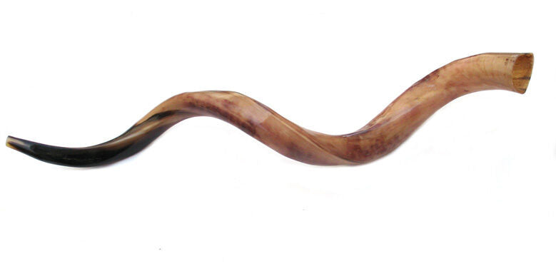 41'' half polished kosher kudu horn shofar.Starting Notes: E+-,F+-,G+- and more.