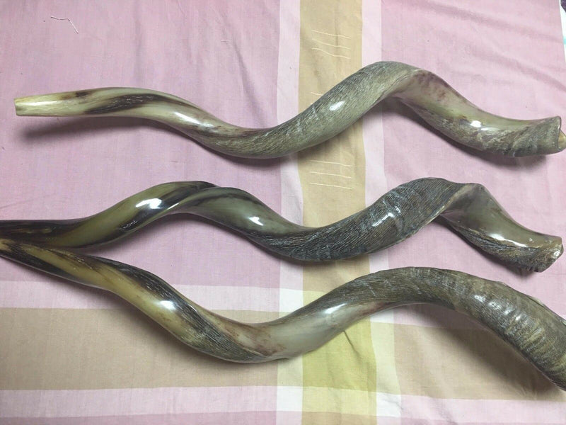 41'' half polished kosher kudu horn shofar.Starting Notes: E+-,F+-,G+- and more.