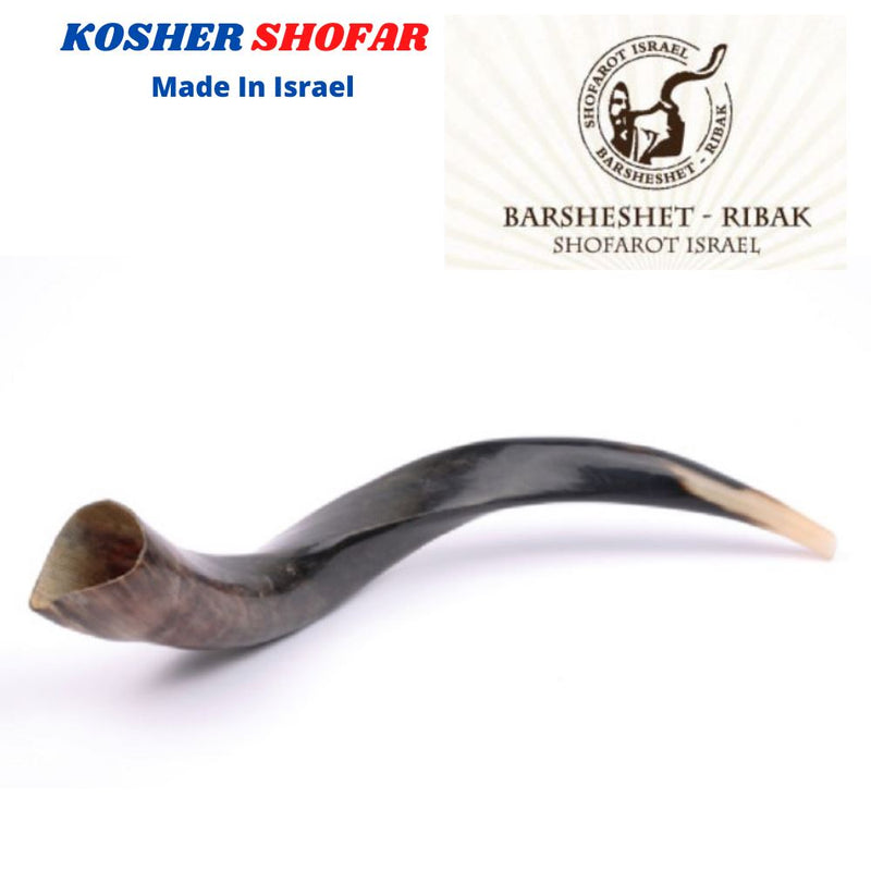 Yemenite Kudu Horn Shofar 16''-19'' New KOSHER Made in Jerusalem