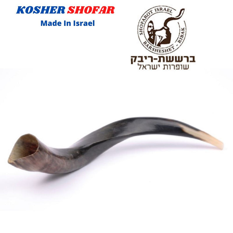 Yemenite Kudu Horn Shofar 16''-19'' New KOSHER Made in Jerusalem