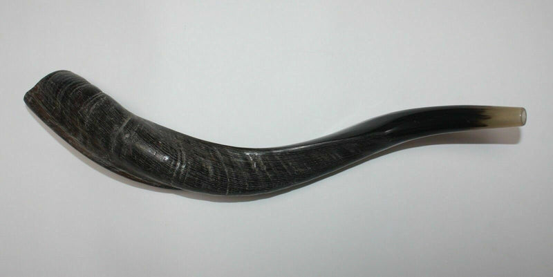 Yemenite Kudu Horn Shofar 16''-19'' New KOSHER Made in Jerusalem