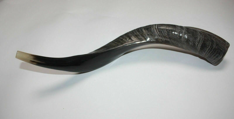 Yemenite Kudu Horn Shofar 16''-19'' New KOSHER Made in Jerusalem