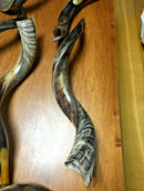kudu yemenite horn shofar 40"-42" 100-107 CM kosher half natural polish chofar