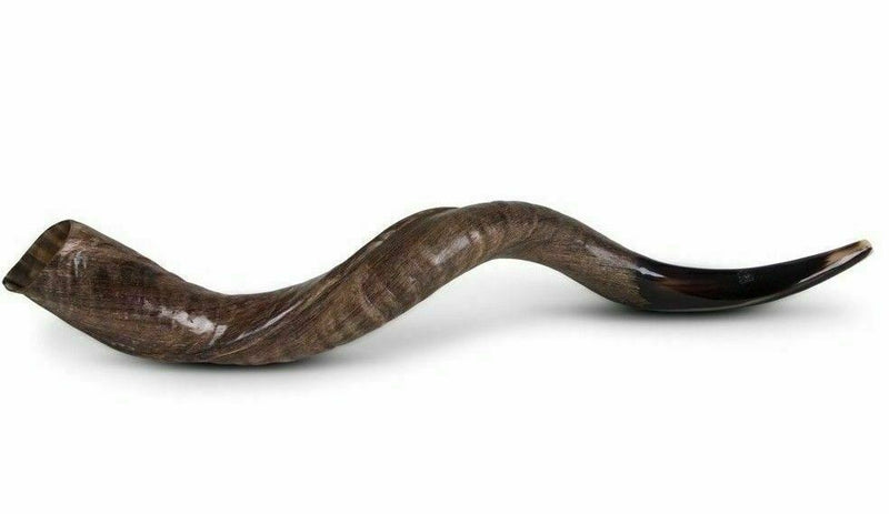 Yemenite Kudu Horn Shofar 28''-31 KOSHER Made in ISRAEL