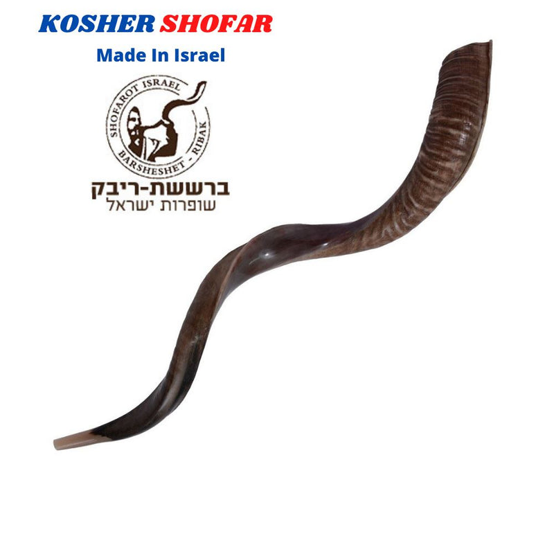 Yemenite Kudu Horn Shofar 28''-31 KOSHER Made in ISRAEL