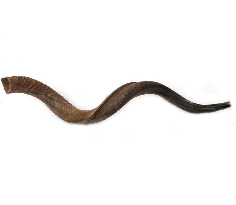 41'' natural kosher kudu horn shofar.Starting Notes: E+-,F+-,G+ and more