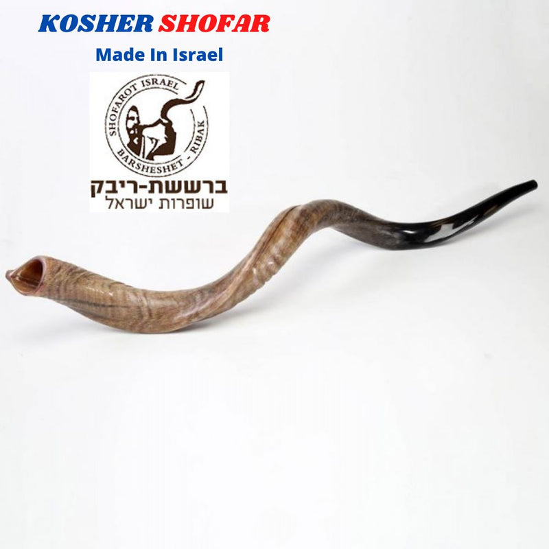 41'' natural kosher kudu horn shofar.Starting Notes: E+-,F+-,G+ and more