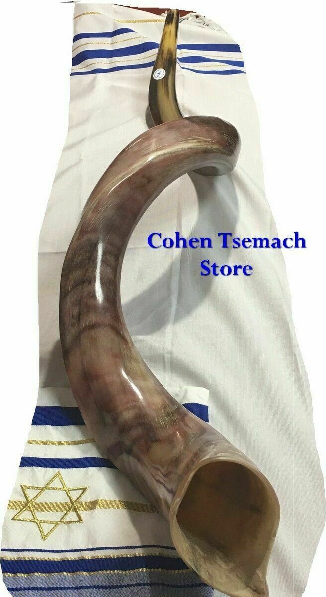 Jumbo Yemenite Kudu Shofar full Polished approx 49" judaica israel