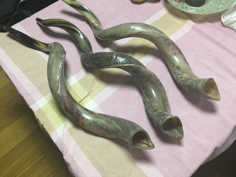 Half Polished Half Natural Kudu Horn Shofar 100% authentic 41"