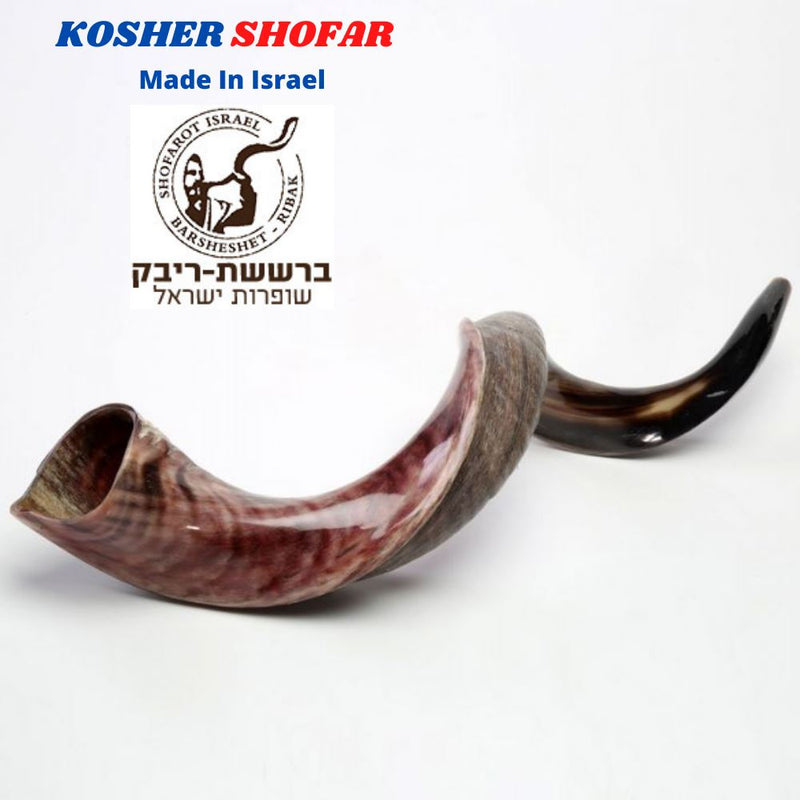 Half Polished Half Natural Kudu Horn Shofar 100% authentic 41"