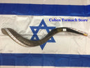 Half Polished Half Natural Kudu Horn Shofar 100% authentic 41"