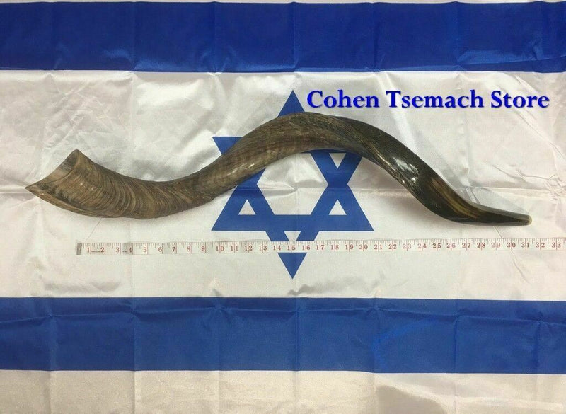 Half Polished Half Natural Kudu Horn Shofar 100% authentic 41"