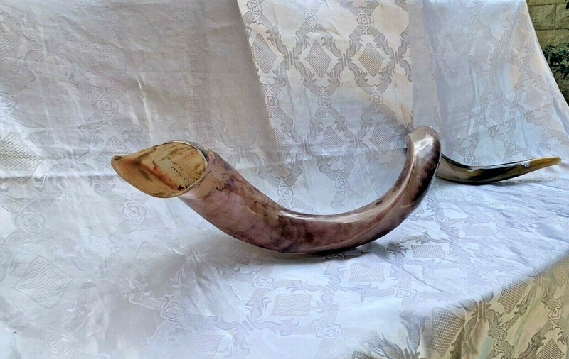 XXXL Yemenite BIG  shofar kudu horn Chofar 53"  Full polish VERY RARE!!