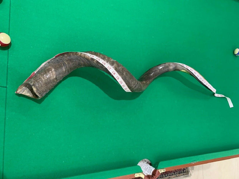 XXXL Yemenite BIG  shofar kudu horn Chofar 53"  Full polish VERY RARE!!