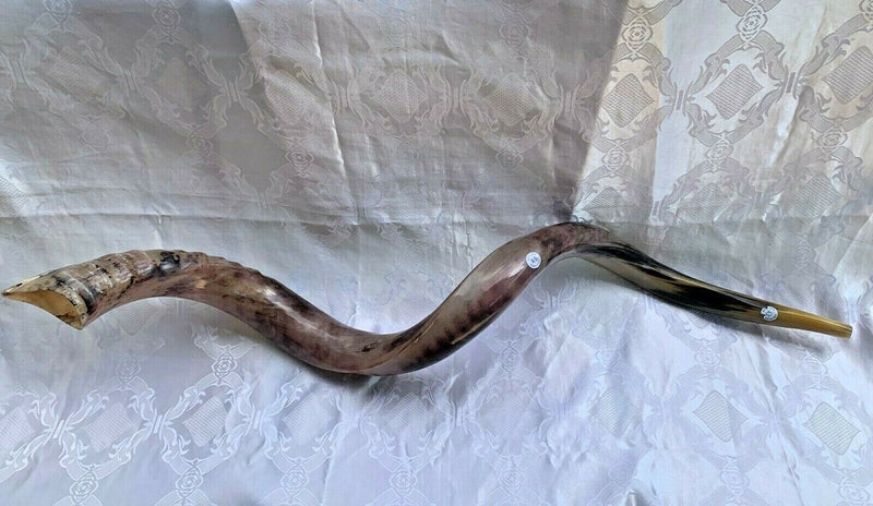 XXXL Yemenite BIG  shofar kudu horn Chofar 53"  Full polish VERY RARE!!