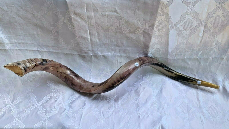 XXXL Yemenite BIG  shofar kudu horn Chofar 53"  Full polish VERY RARE!!