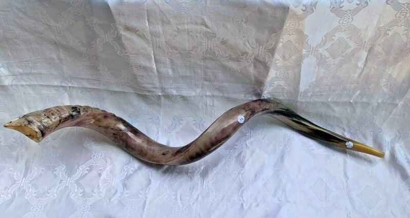 XXXL Yemenite BIG  shofar kudu horn Chofar 53"  Full polish VERY RARE!!