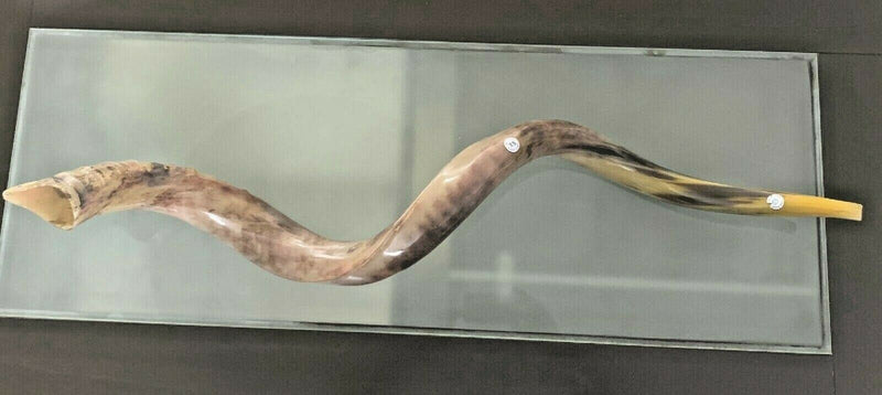 XXXL Yemenite BIG  shofar kudu horn Chofar 53"  Full polish VERY RARE!!