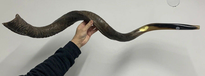 XXXL Yemenite BIG  shofar kudu horn Chofar 53"  Full polish VERY RARE!!