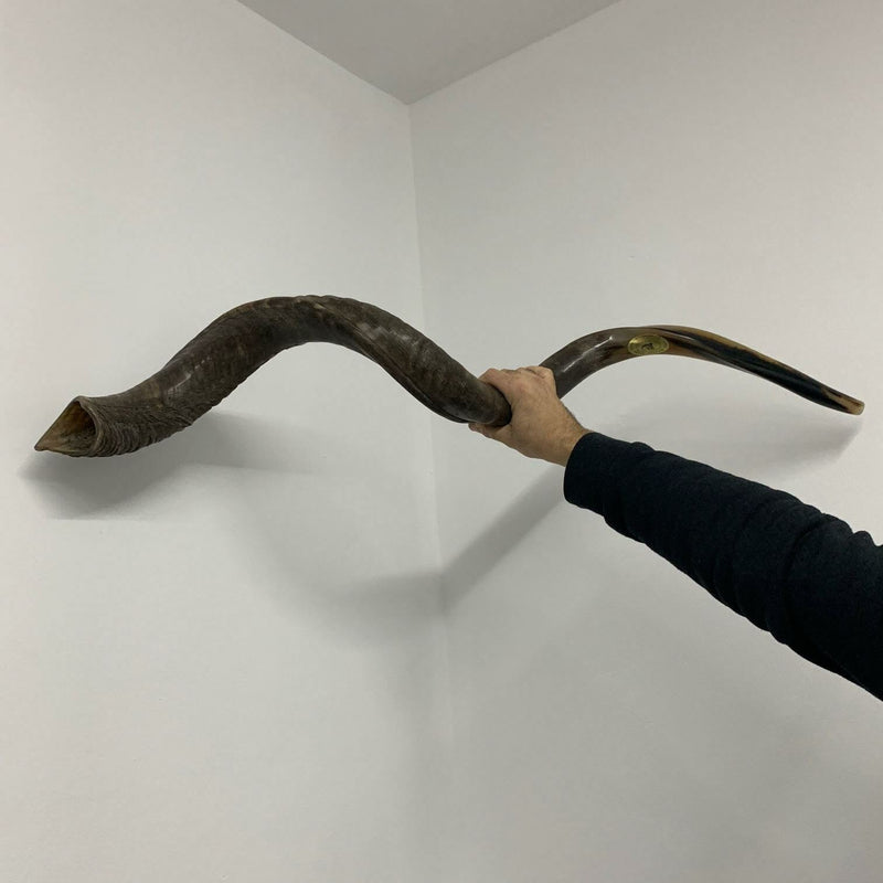 XXXL Yemenite BIG  shofar kudu horn Chofar 53"  Full polish VERY RARE!!