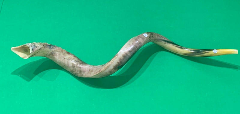 XXXL Yemenite BIG  shofar kudu horn Chofar 53"  Full polish VERY RARE!!