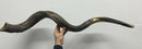 XXXL Yemenite BIG  shofar kudu horn Chofar 53"  Full polish VERY RARE!!