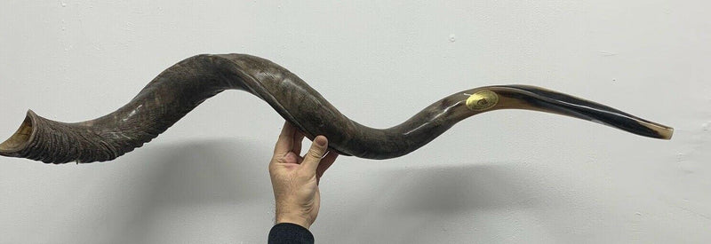 XXXL Yemenite BIG  shofar kudu horn Chofar 53"  Full polish VERY RARE!!