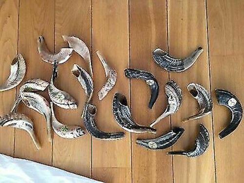 SHOFAR Ram Horn ISRAEL 10"-13" Kosher Natural  NEW