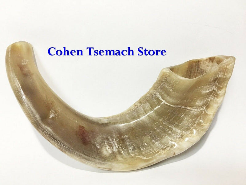 Ram SHOFAR Horn Kosher Natural 12"-14" Judaica