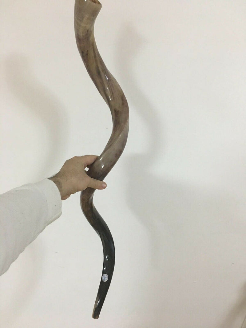 37" Kudu Yemenite HORN SHOFAR Kosher All Polished New