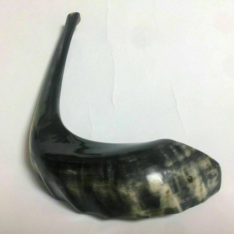 Kosher Black Polished Rams Horn Shofar Size 15" judaica israel