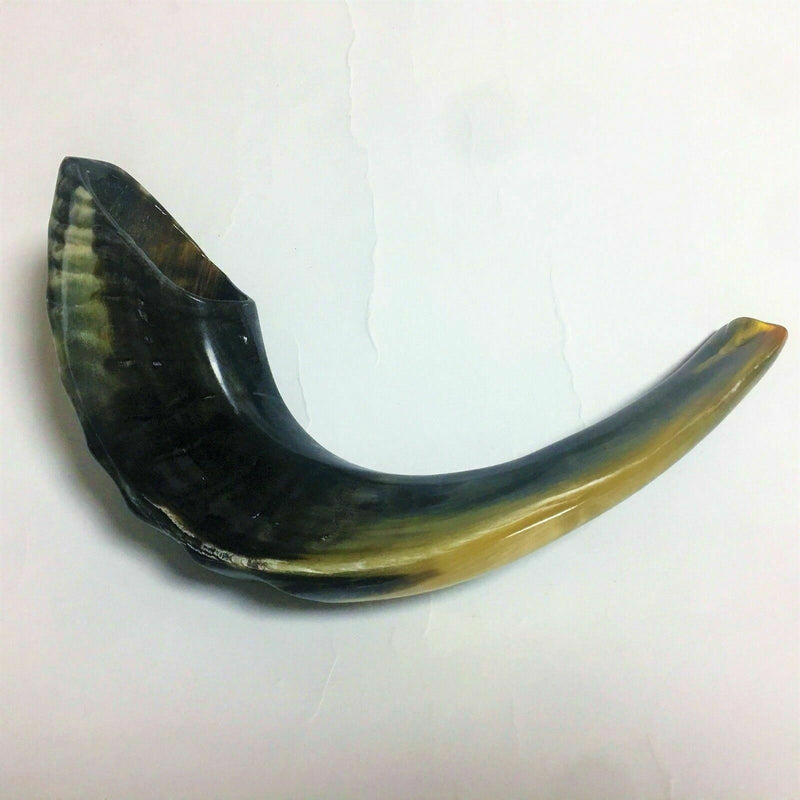 Kosher Black Polished Rams Horn Shofar Size 15" judaica israel