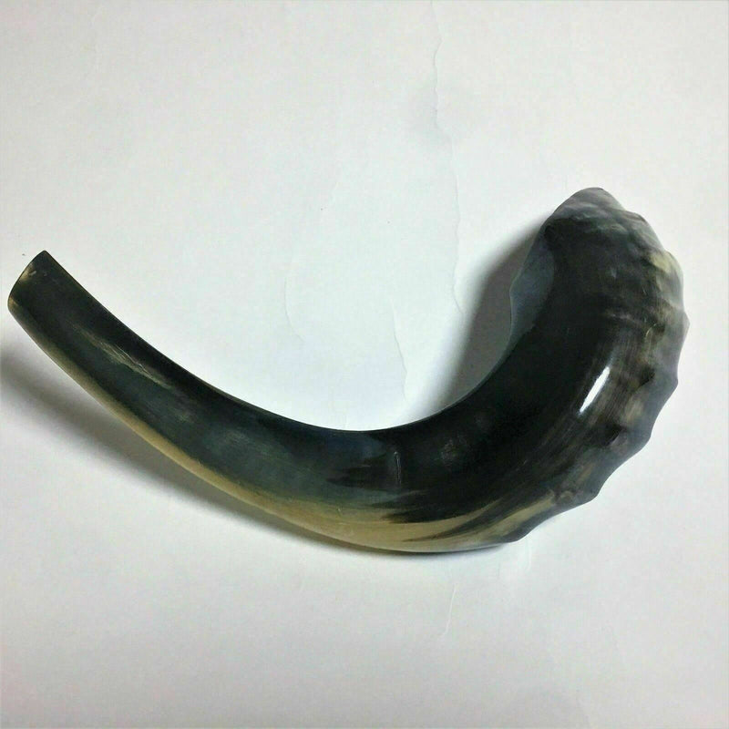 Kosher Black Polished Rams Horn Shofar Size 15" judaica israel