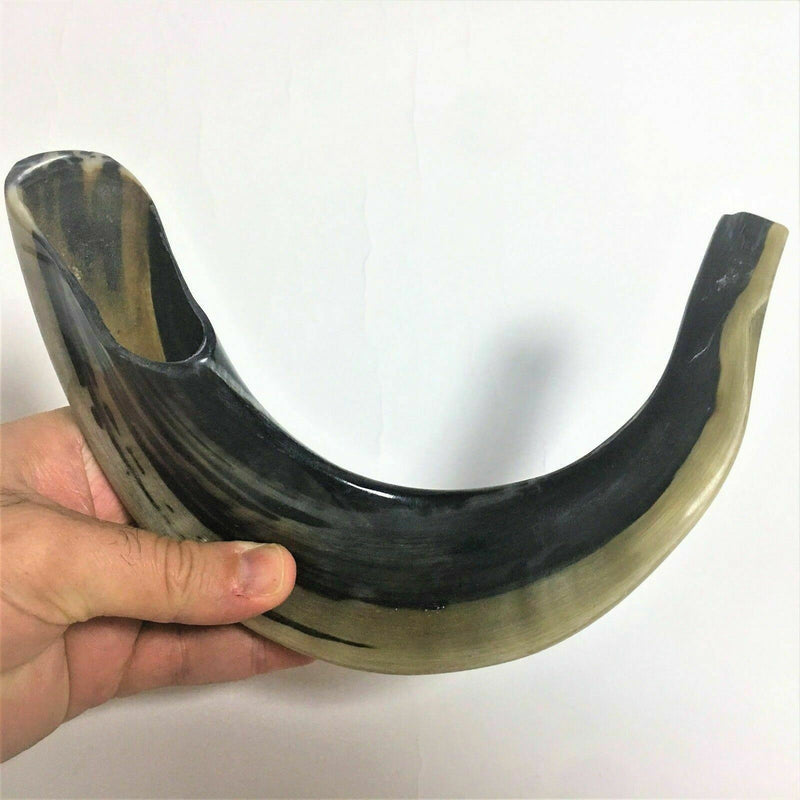 Kosher Black Polished Rams Horn Shofar Size 15" judaica israel