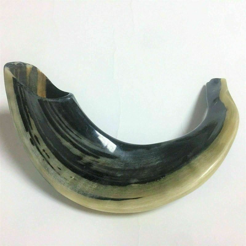 Kosher Black Polished Rams Horn Shofar Size 15" judaica israel