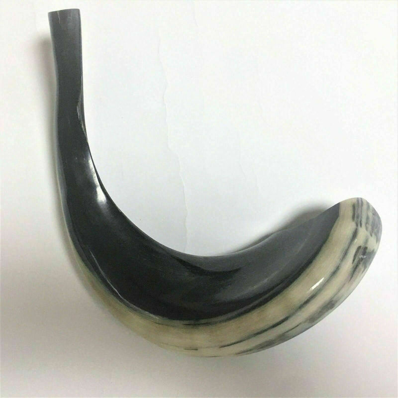 Kosher Black Polished Rams Horn Shofar Size 15" judaica israel