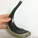 Kosher Black Polished Rams Horn Shofar Size 15" judaica israel