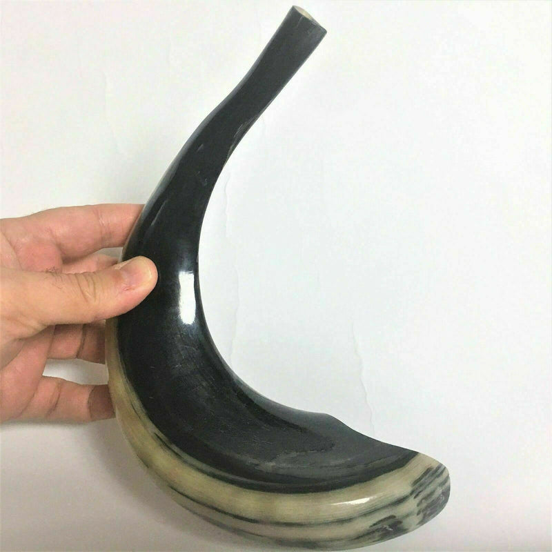 Kosher Black Polished Rams Horn Shofar Size 15" judaica israel