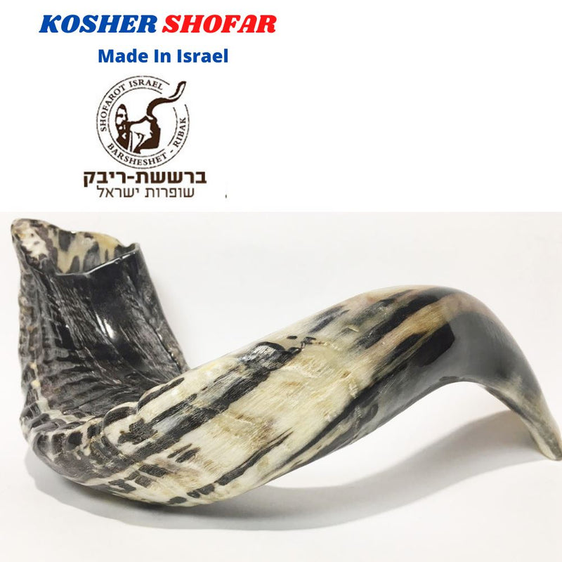 Kosher Black Polished Rams Horn Shofar Size 15" judaica israel