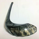 Kosher Black Polished Rams Horn Shofar Size 15"