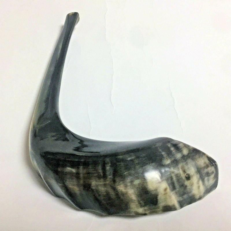 Kosher Black Polished Rams Horn Shofar Size 15"