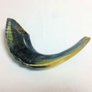 Kosher Black Polished Rams Horn Shofar Size 15"