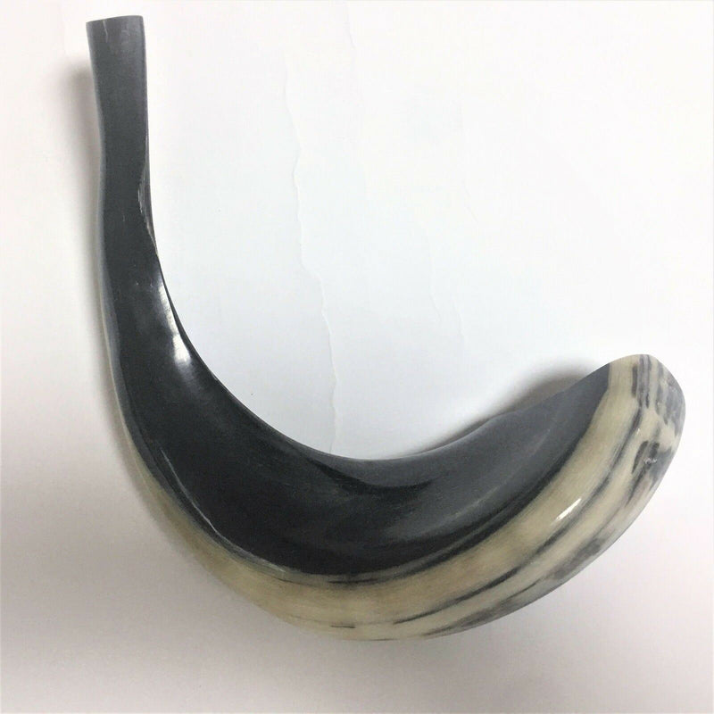 Kosher Black Polished Rams Horn Shofar Size 15"