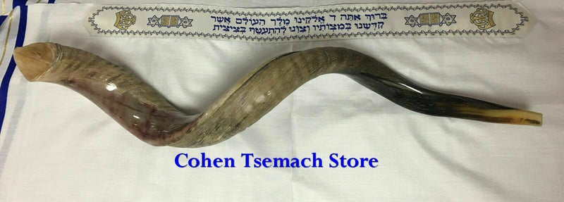 Kudu Yemenite Shofar Horn Judaica Half Polished XXL 42-44 Inch From Israel