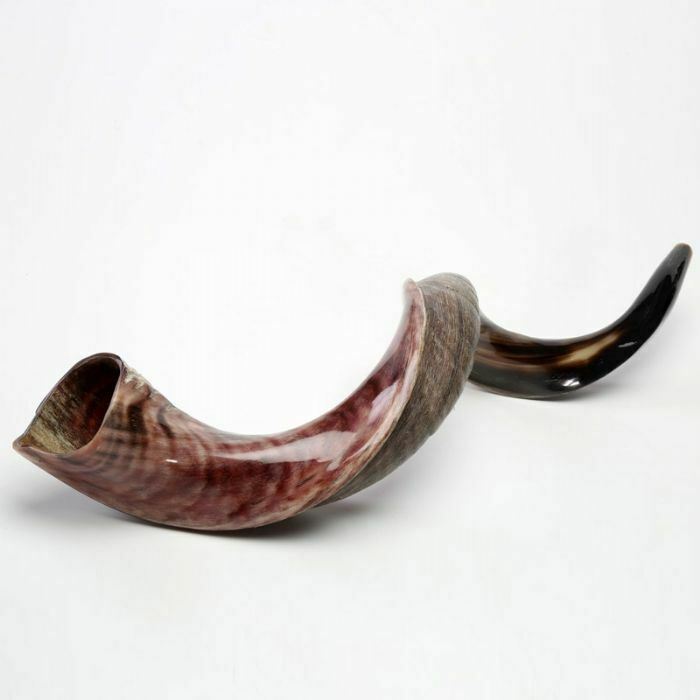 Kudu Yemenite Shofar Horn Judaica Half Polished XXL 42-44 Inch From Israel